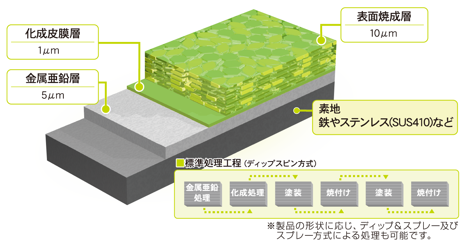 ラスパートの皮膜構造と機構